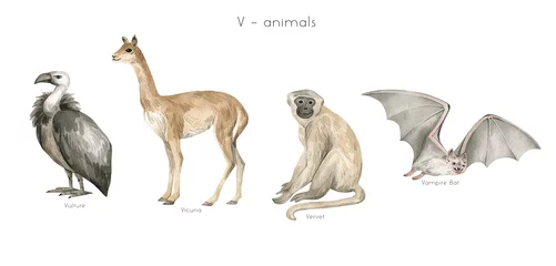 Foto auf Alu-Dibond Watercolor wild animals letter V. Vulture, vicuna, vervet, vampire bat. Zoo alphabet. Wildlife animals. Educational cards with animals.  © Kate K.