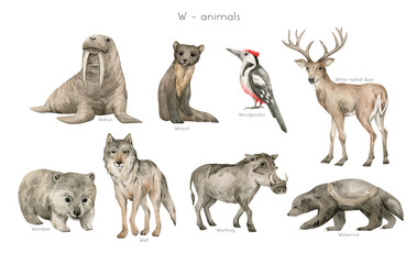 Watercolor wild animals letter W. Walrus, weasel, woodpecker, white-tail deer, wombat, wolf, warthog, wolverine. Zoo alphabet. Wildlife animals. Educational cards with animals. 