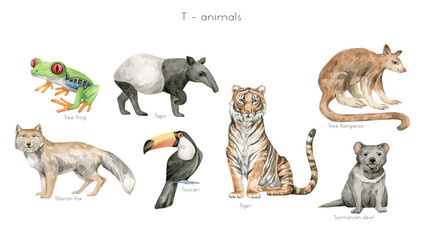 Watercolor wild animals letter T. Tiger, tree frog, tree kangaroo, tapir, Tibetian fox, toucan, the Tasmanian devil. Zoo alphabet. Wildlife animals. Educational cards with animals.  - 473870281