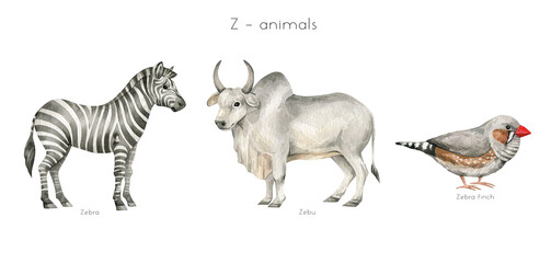 Watercolor wild animals letter Z. Zebra, zebu, zebra finch. Zoo alphabet. Wildlife animals. Educational cards with animals. 