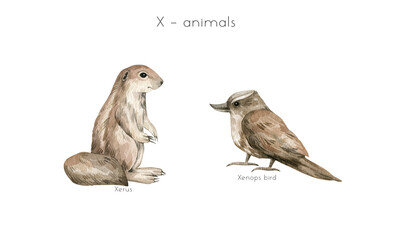 Watercolor wild animals letter X. Xerus, xenops bird. Zoo alphabet. Wildlife animals. Educational cards with animals. 