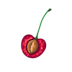 Drawing of half a cherry with a stone inside in cartoon style. The fruit. Stock vector illustration isolated on a white background.