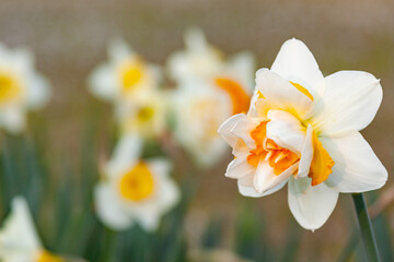 daffodils in spring