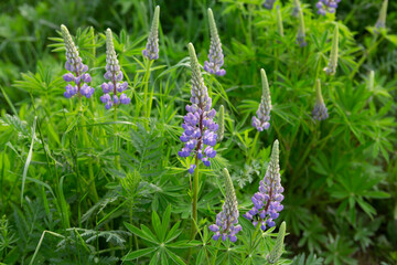 Chamaenerion angustifolium (Ivan tea) plant with purple flowers growing in a green grass field in Russia