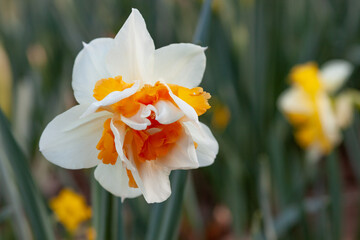 white and yellow narcissus