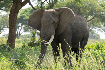 African elephant, Loxodonta africana