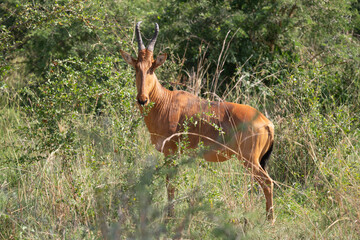 Hartebeest, Alcelaphus lelwel
