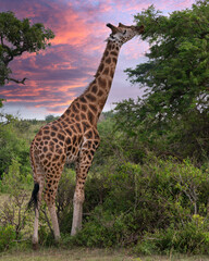 Baringo Giraffe, Giraffa camelopardalis