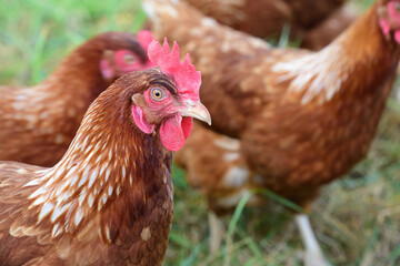 A brown domestic chicken in a meadow in front of other chickens