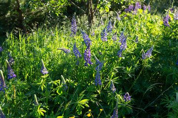 Chamaenerion angustifolium (Ivan tea) plant with purple flowers growing in a green grass field in Russia