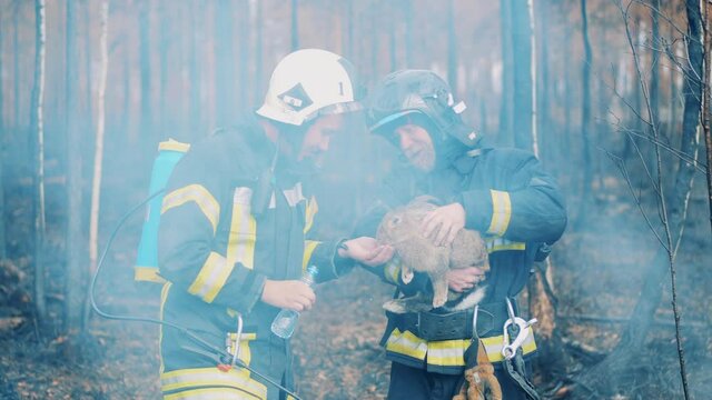 Burnt-out forest with two firefighters taking care of a rabbit