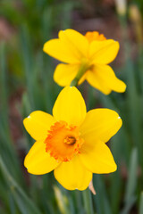yellow daffodil flower
