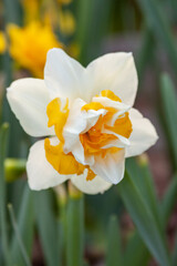 daffodil blooming