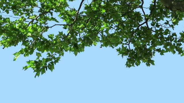 Foreground foliage plate. Planetree (Sycamore), mid-summer, medium breeze. Defocus/blur, darken and desaturate as needed. Works well scaled up to 4K. Includes luma matte.