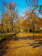 Fototapeta na wymiar Long path at city promenade with wooden benches and trees around and fallen leaves