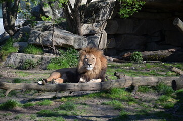 Naklejka premium male and female lion