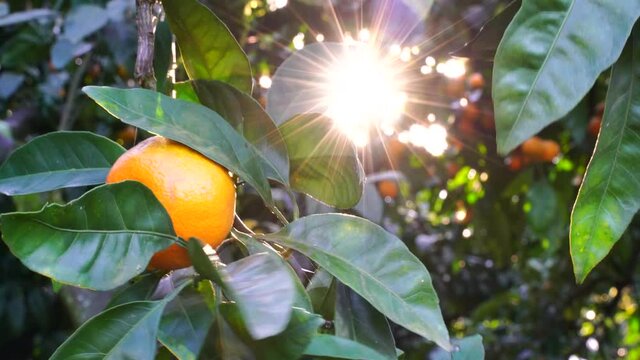 Ripe juicy sweet mandarins on a tree in a citrus orchard, selective focus. tangerine, oranges. fresh ripe fruit on a tree