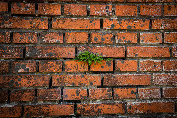 Green growth in brick wall - Powered by Adobe