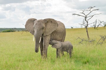 Naklejka na ściany i meble Elephants in Kenya 