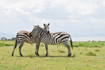 Fototapeta na wymiar Zebras in Kenya 