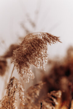 Вried flowers