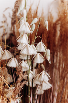Вried flowers