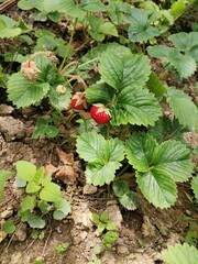 wild strawberry in the forest