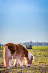 Grazing dwarf horse in a ranch portrait image background blur selective focus