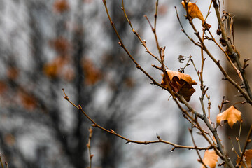 Herbstlaub auf Zweigen