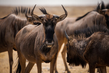 Blue wildebeest in Etosha National Park, Namibia