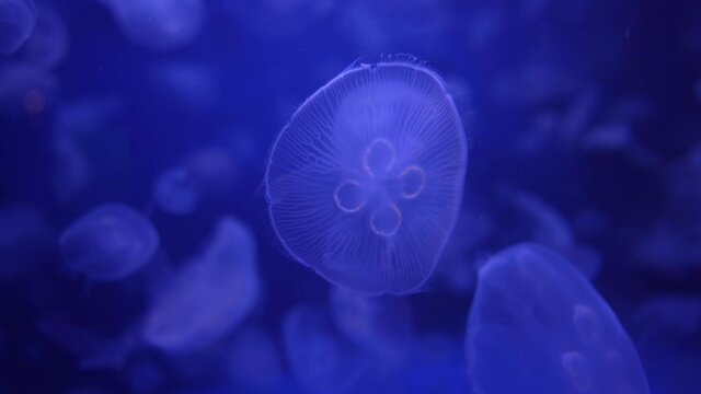 Transparent Jellyfish swimming in deep blue water