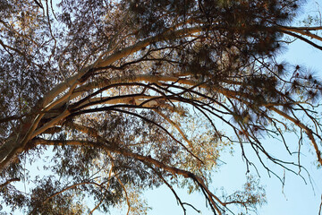 Obraz premium ARCHED BLEACHED BRANCHES OF A EUCALYPTUS TREE IN THE AFTERNOON SUN