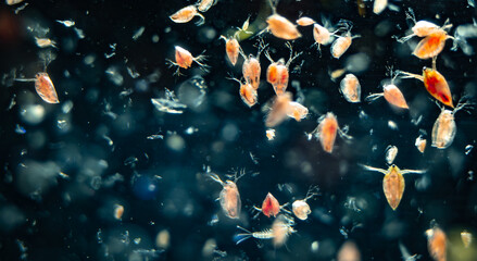 Obraz na płótnie Canvas Water flea (Daphnia sp.), small planktonic crustaceans usually used as fish food in aquariums, macro close-up