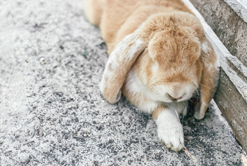 A beautiful fluffy fold-eared decorative rabbit outdoors lies and sleeps