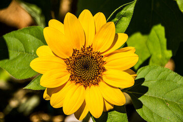 sunflower in the garden