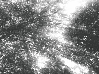 sun rays in the forest