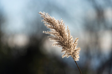Obraz premium backlit view of the Cortaderia selloana plant, also called Pampas grass 