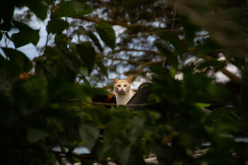 Um gato no telhado de uma casa, visto entre as folhas de uma árvore.