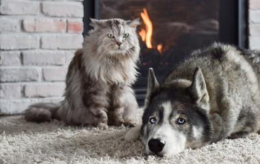 Cat and dog together on carpet in front of fireplace