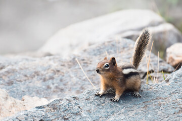 Cute little chipmunk sitting on a rock