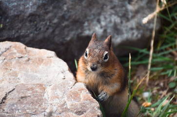 Naklejka na ściany i meble Cute little chipmunk looking out from behind a rock