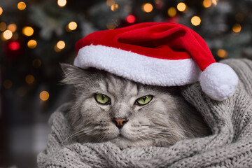 Cute grey cat in red Santa hat wrapped in scarf with bokeh lights