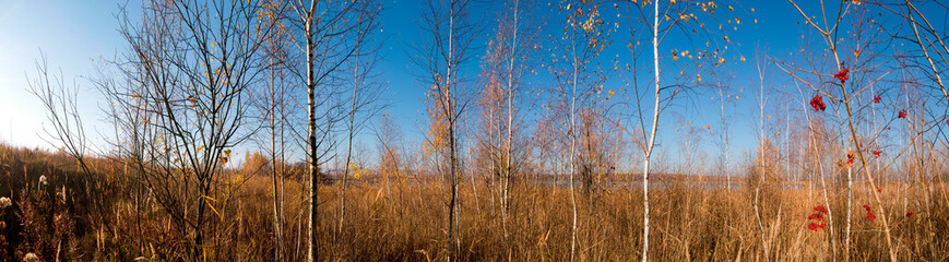 Panorama of autumn tree on a large lawn.