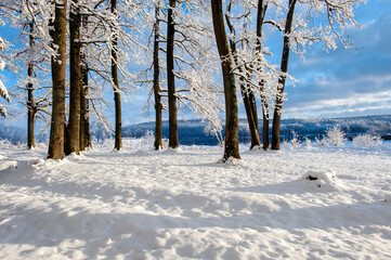 Forest under snow cover, sun and shadows, blue sky.