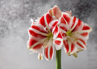 Huge blooming red and white amaryllis flower head. beautiful bouquet for Christmas. (Latin...