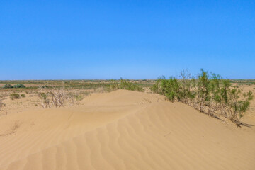 View of desert sands and saxaul bushes in the spring, when the plants are still green. Shot in the Kyzylkum desert, Uzbekistan