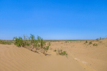 Saxaul bushes in the spring in the middle of the desert sands. Shot in the Kyzyl Kum desert, Uzbekistan
