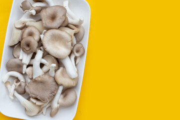 Fresh oyster mushroom in white plate on yellow background.