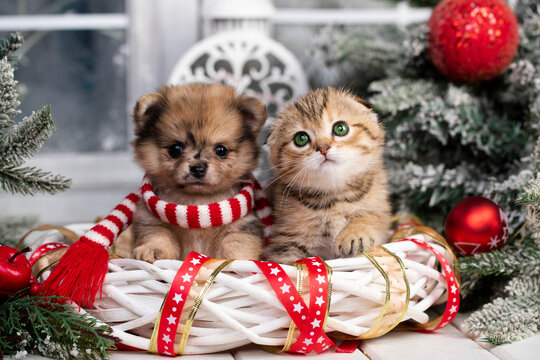 puppy and kitens Christmas, Christmas pet animal