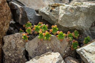 Succulent plant on the rocks. Tenerife. Canary Islands. Spain.